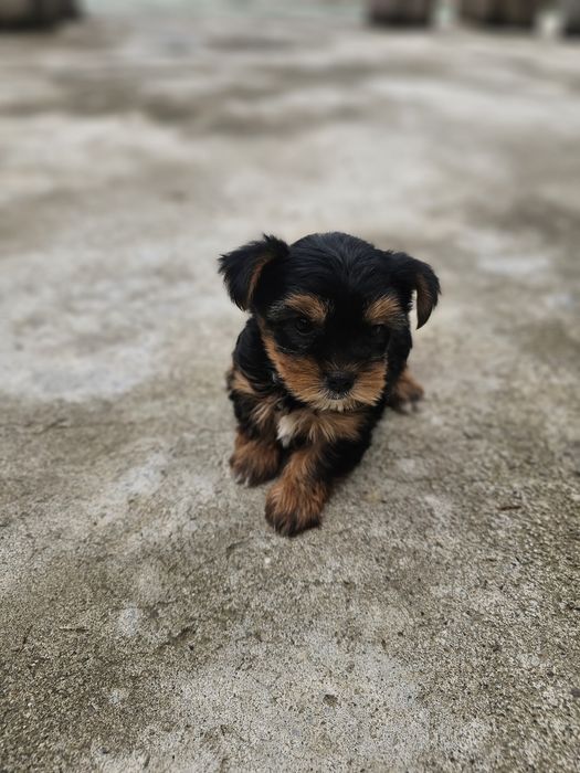Yorkshire Terrier