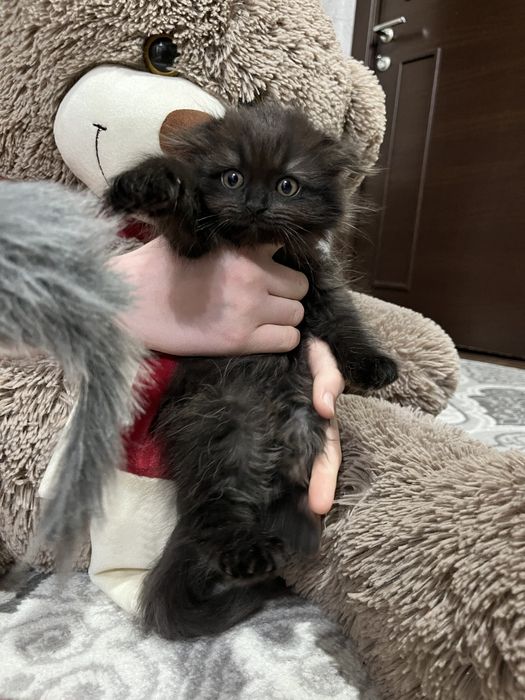 Коровой похмоквой акилли чиройли кизча