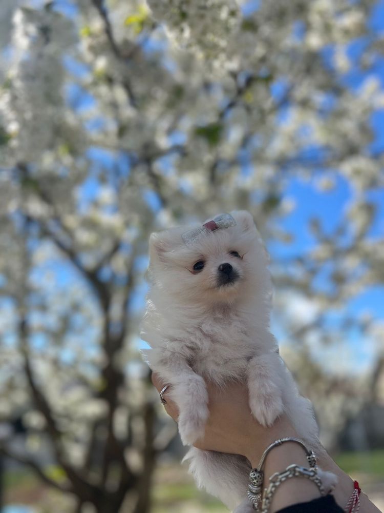 Pui de pomeranian