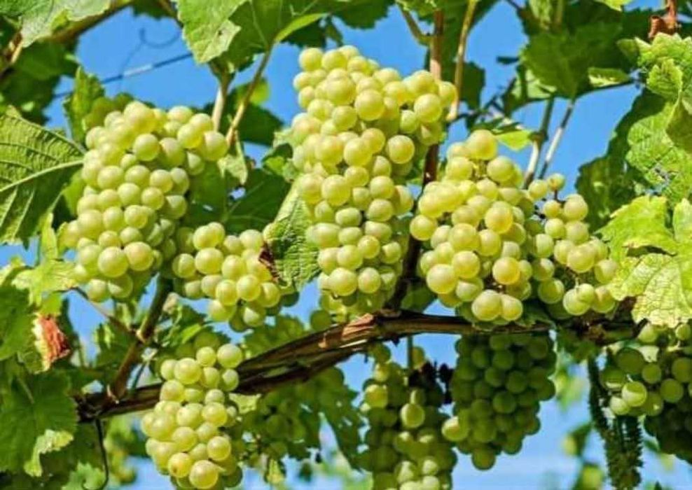 Struguri pentru vin