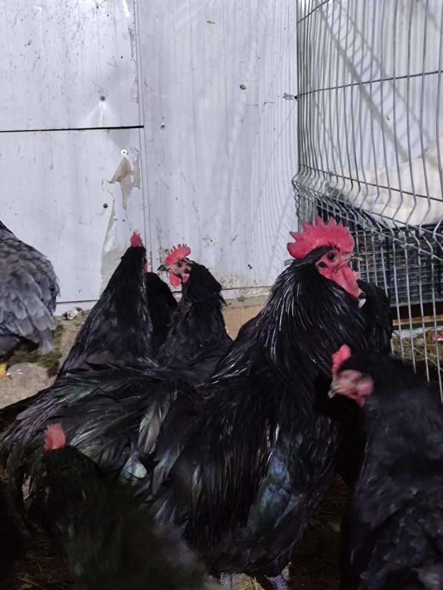 Pui Australorp negru. La 7săptămâni