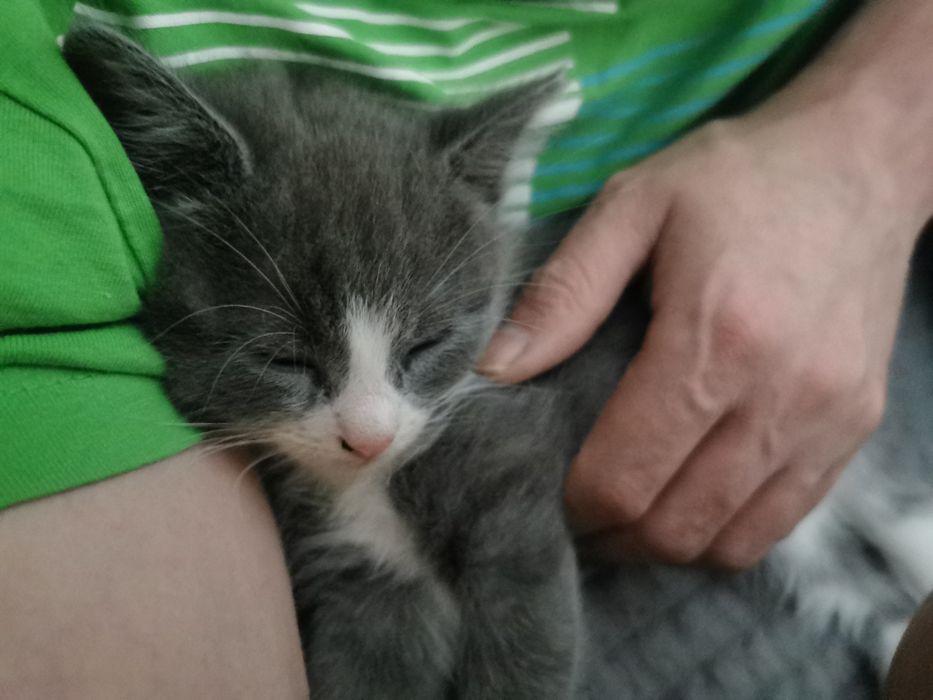 Pui pisica,metis Korat cu Scotish Fold