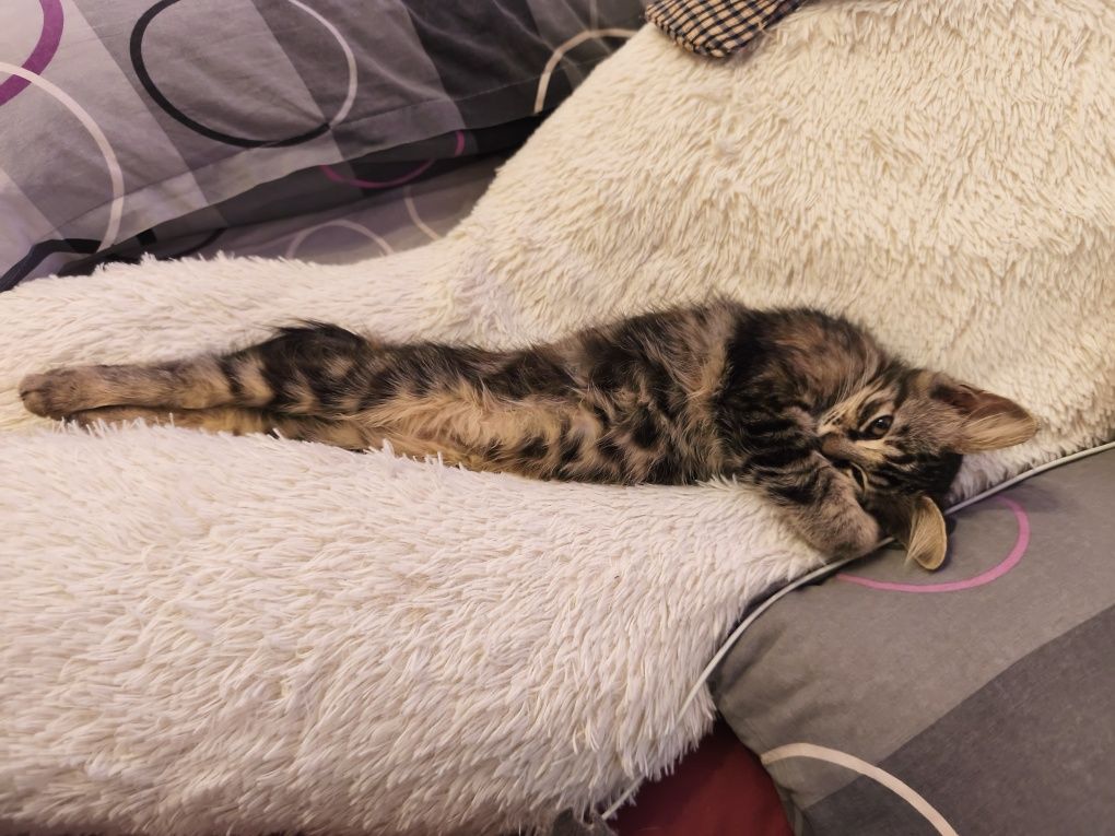 Подарявам Женско Коте