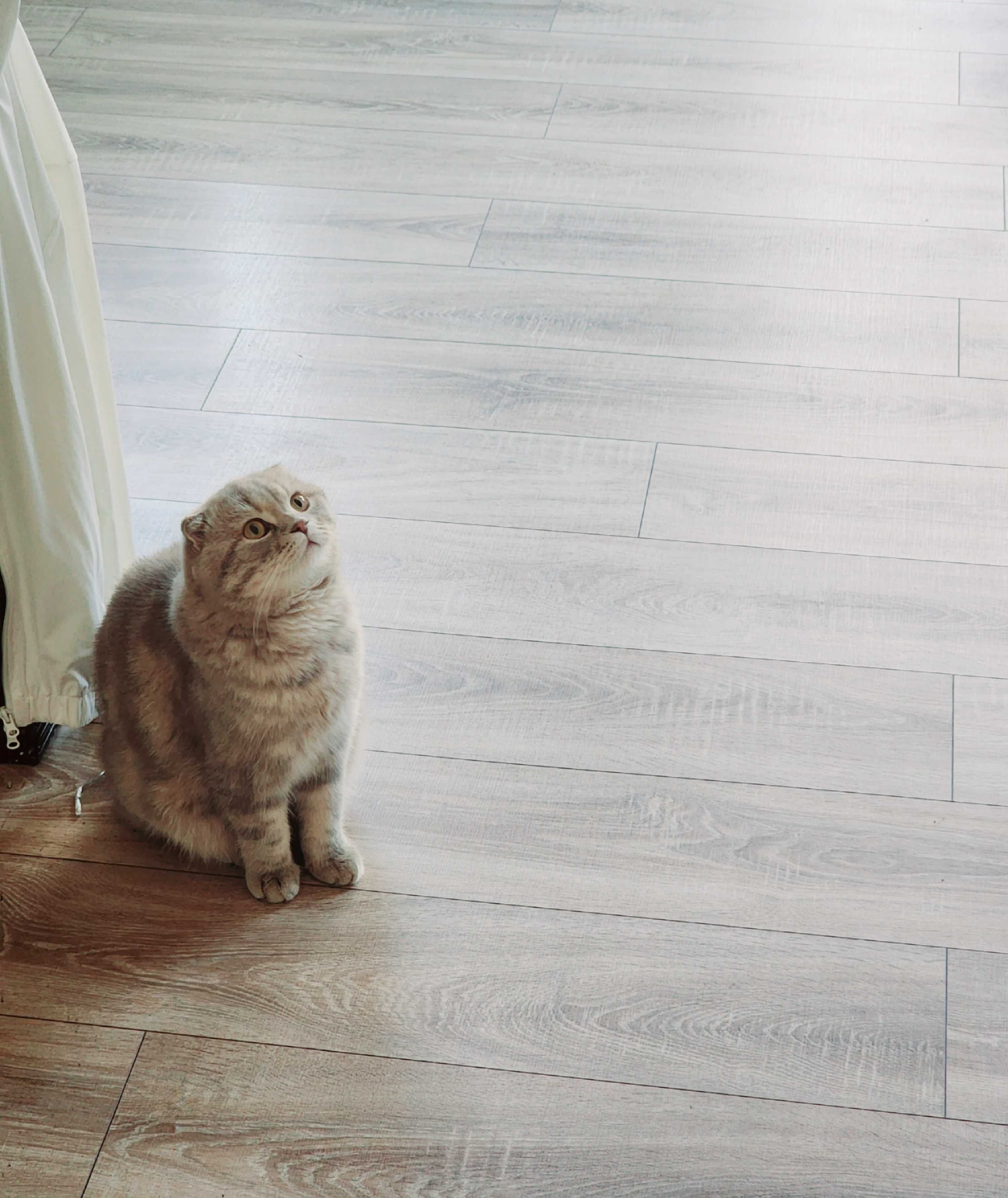 Noyob rangli, toza zotli  Scottish fold mushugi sotuvda!