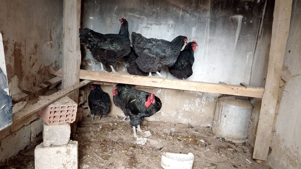 Продам Джерские гигант куры петухи