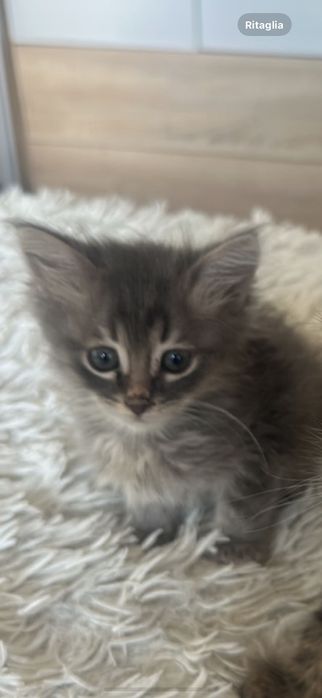 Подарявам мъжко коте на 2 месеца