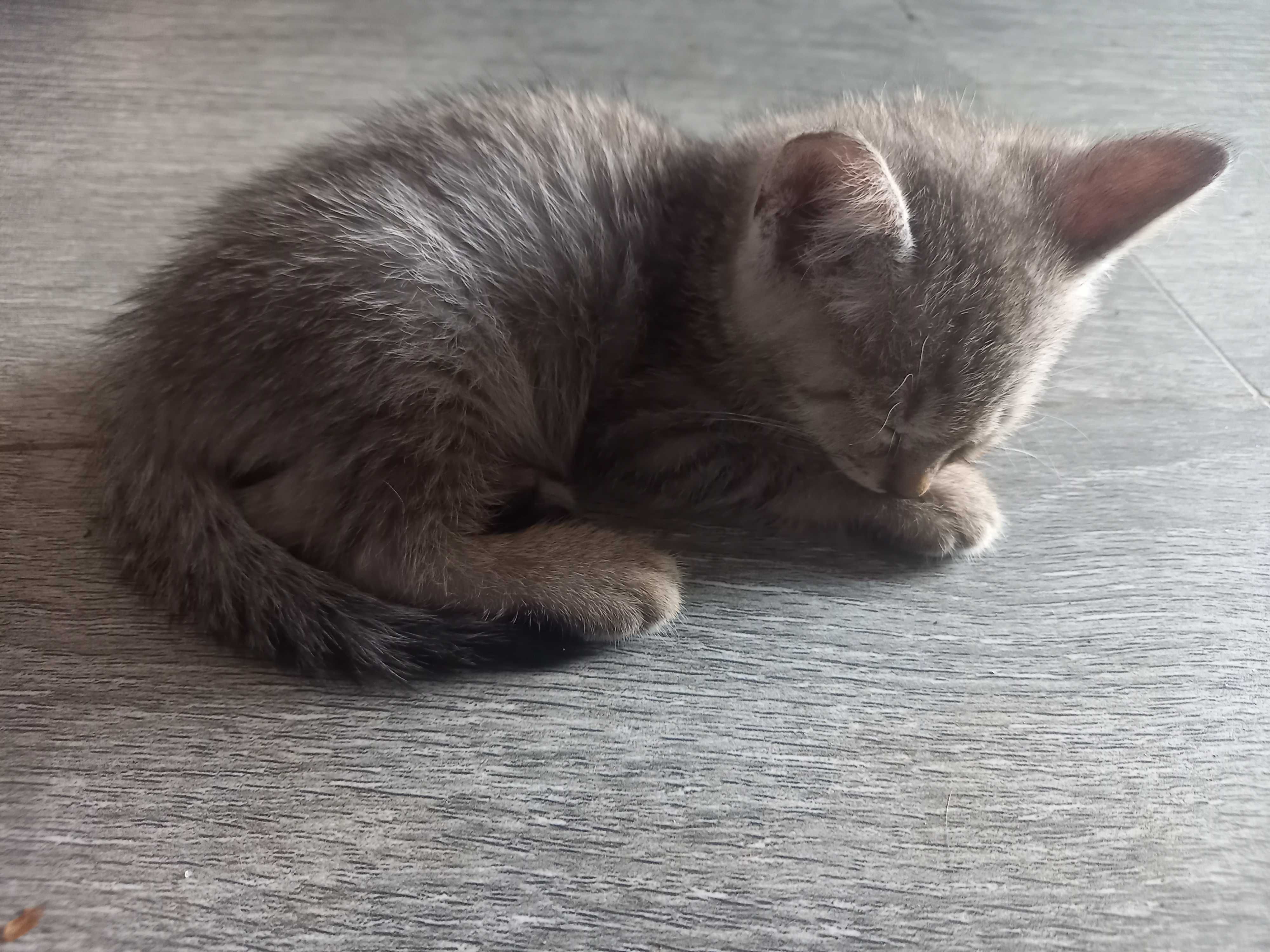 Котят в Добрые ручки