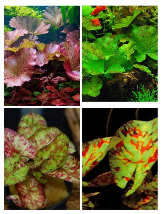 Продаи  зелёную нимфею тигровую