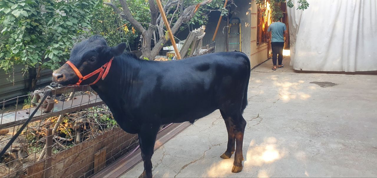 Angus buqacha sotiladi