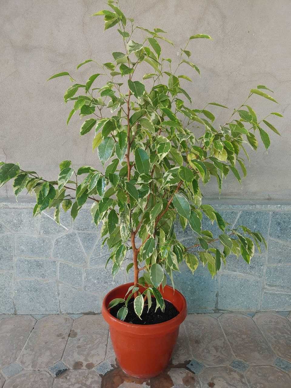 Продам Фикус бенджамина