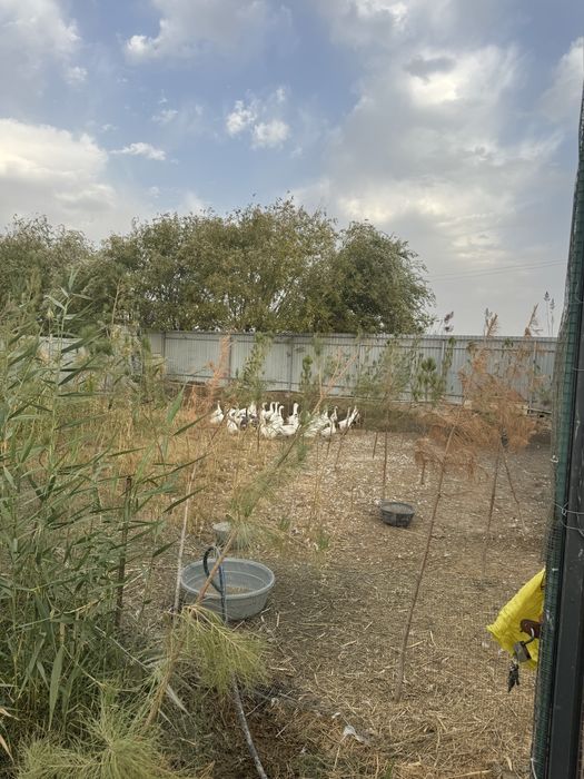 Гозлар зотли сотилади икинчи йил