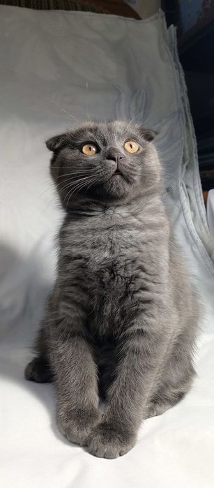 Котята порода "Британская коро короткошёрстная,,