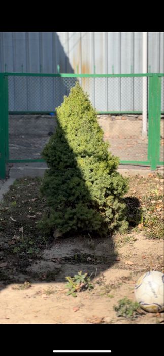 Продаю живую ель с корнем