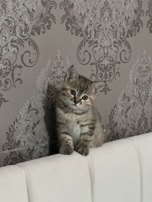Котята скотиш страйт, девочки