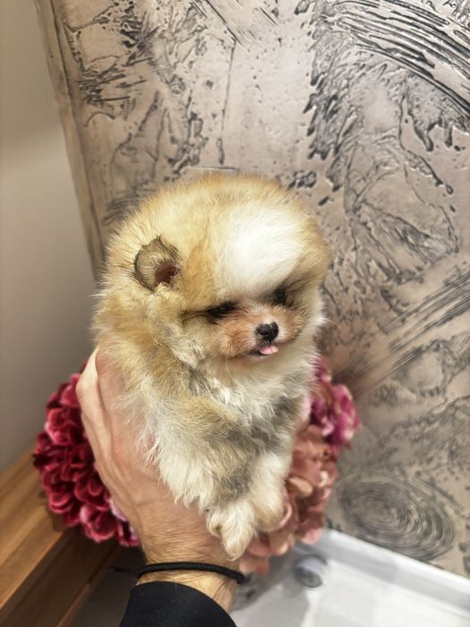 Мини померан момче и момиче