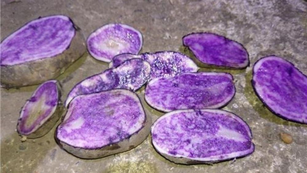 Cartofi mov organici  generația 1  2025