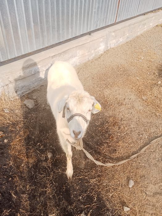 Орыс Ешкы Сауда бар