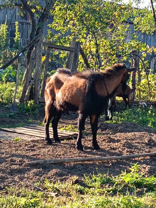 Țap alpin ciut disponibil