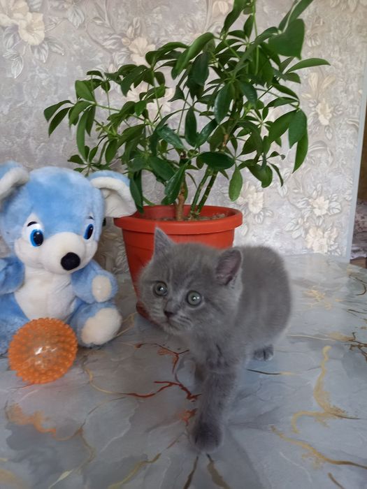 Продаются котята шотландской породы голубого окраса