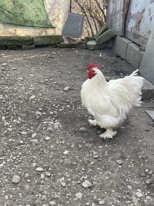 Cochinchina urias alb Cocos