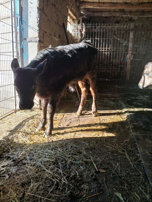 Vând tauras varsta aproape 2 luni