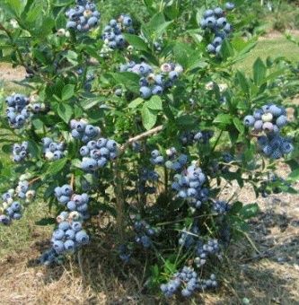 Butasi afin de înaltă calitate