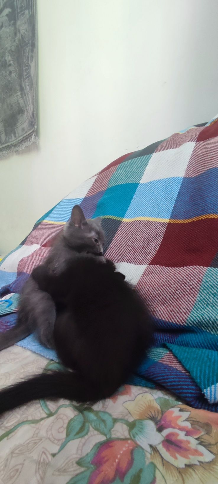 Котенкам 2 месяца
