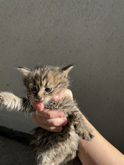 Отдадим котят в добрые руки