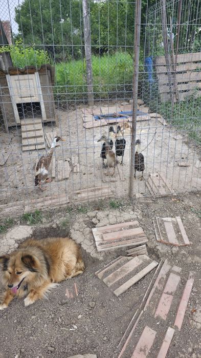 Rate indiene alergatoare adulte 450 lei toate