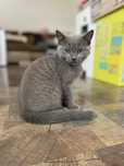 Pisica British Shorthair