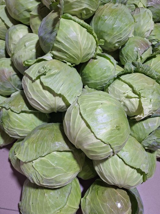 Vând varza 1-2 tone