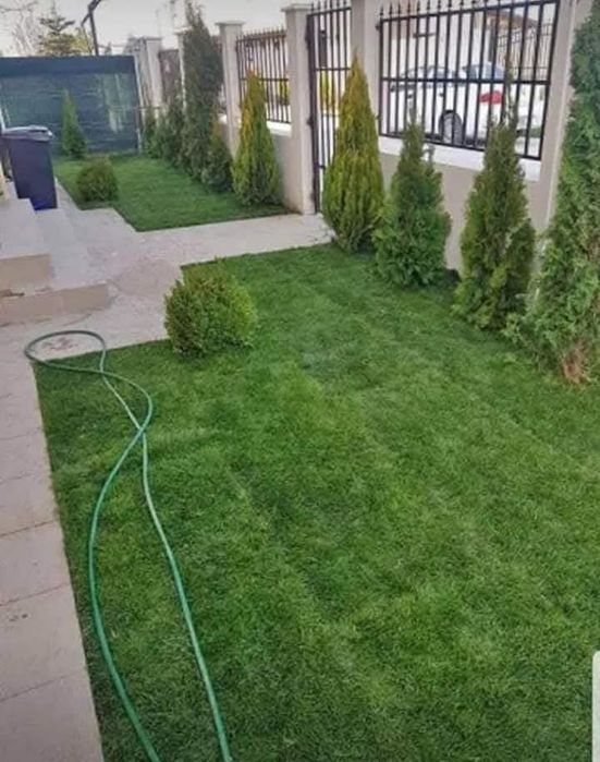 Tuia leylandii gazon rulou sport