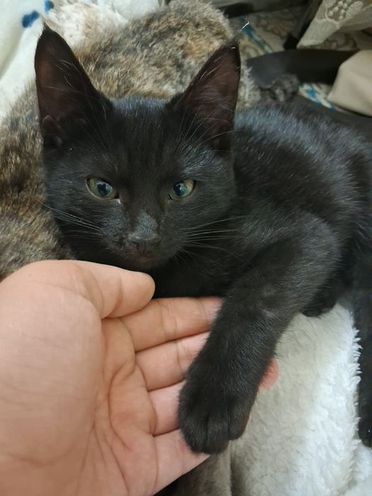 Mushuk bolasi hadiyaga