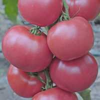 Семена томата  розового Айкидо  F1 1000 сем.
