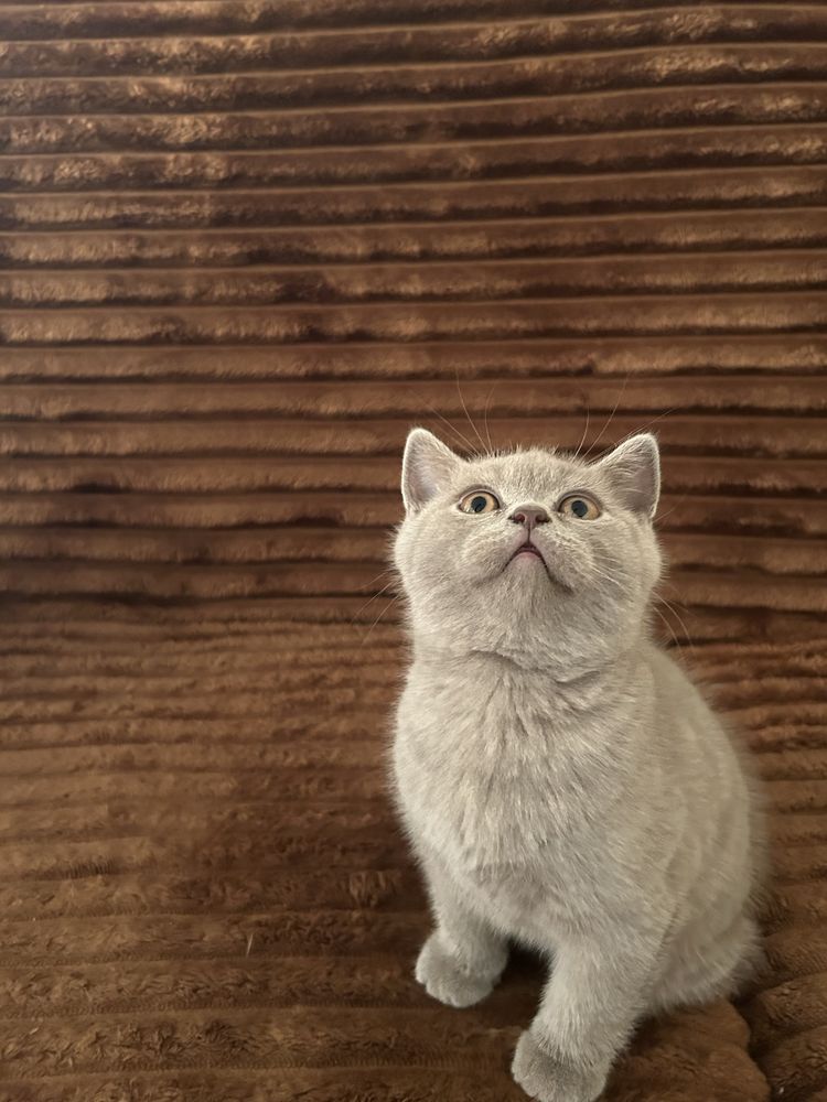 Puiuti Scottish Fold, Scottish Straight