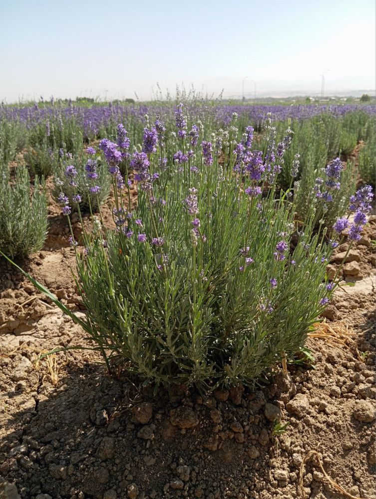 Lavanda optom narxda 30 mingdan boshlanadi