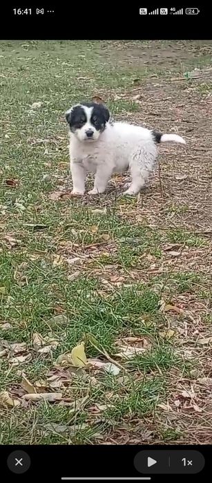 Donez  pui de câine