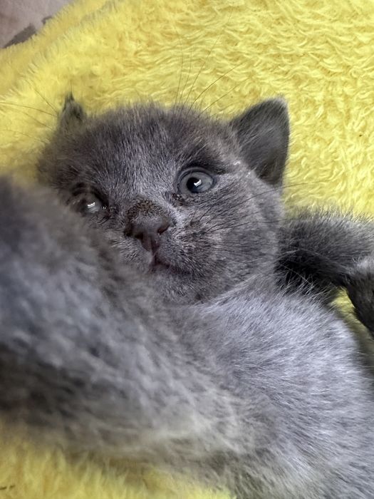 Продам маленького котенка