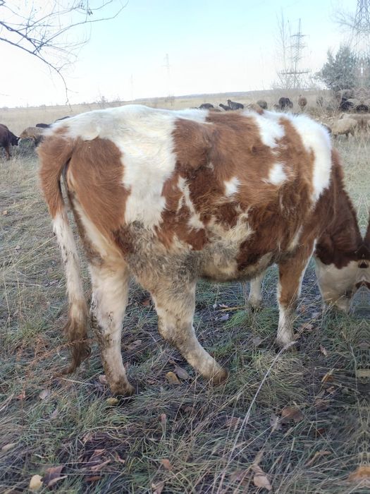 Меняю тёлку на Баран