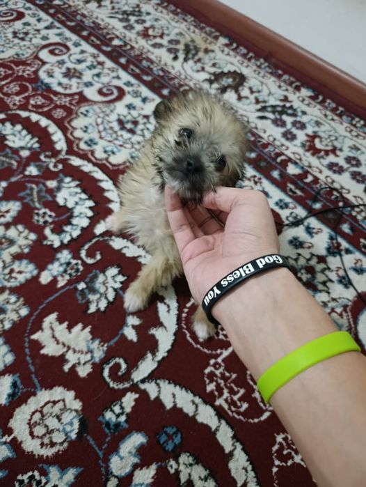 Отдам щенка кабель в