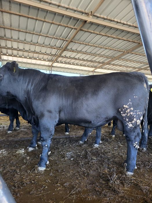 Vând tauri reproducție rasa Anerdeen Angus