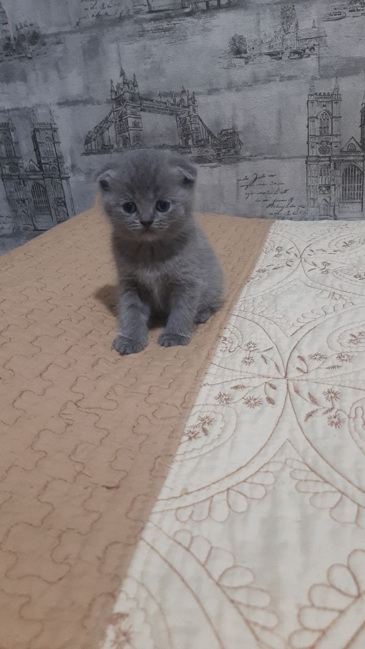 Шотландский Страйт