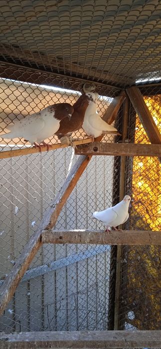 Продам голубей домашних