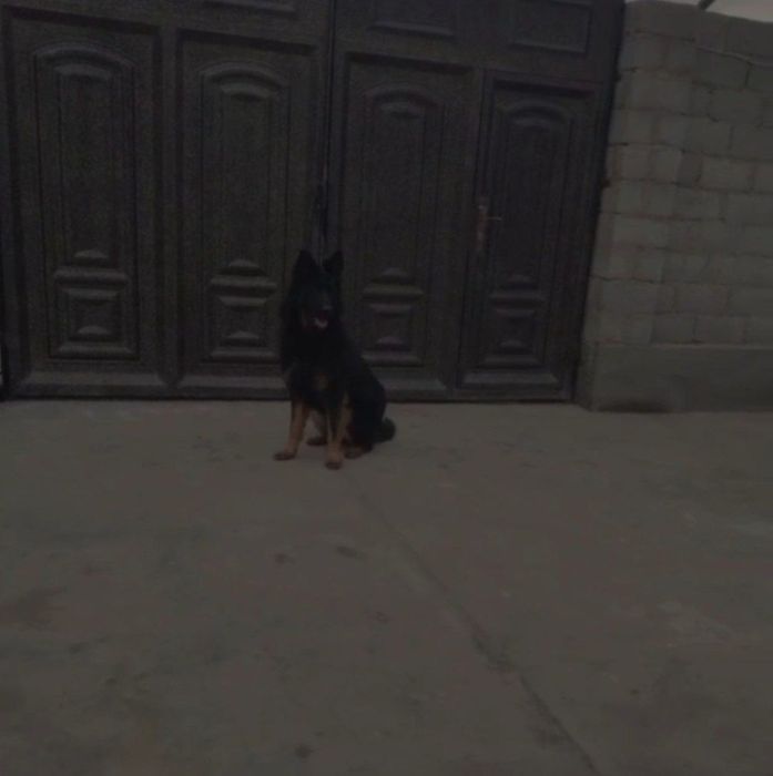 Тоза конли немис афчаркаси сотилади (айик калла)