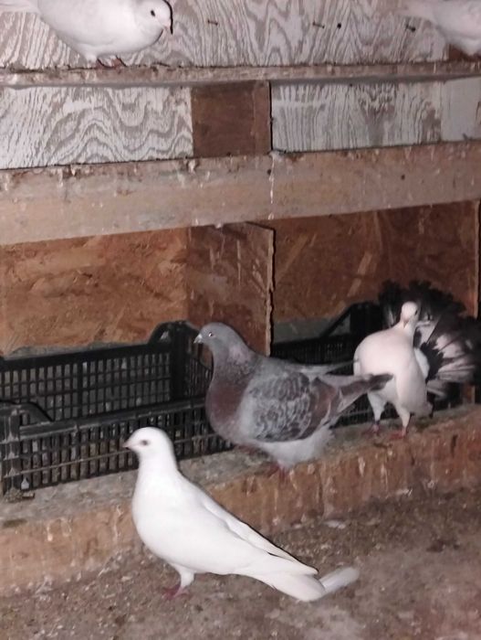 Vând diverși porumbei