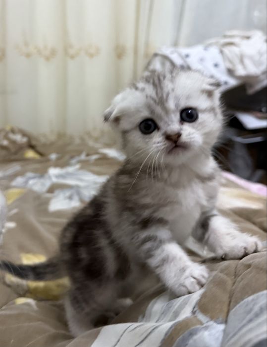 Котята скотиш фолд и скотиш страйт