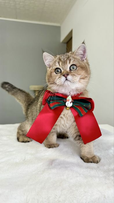 Baietel British Shorthair Chinchilla Gold - cu certificat pedigree !