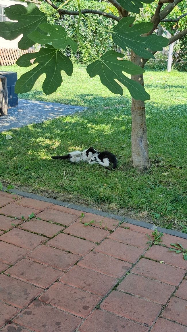 Pisoi spre adoptie