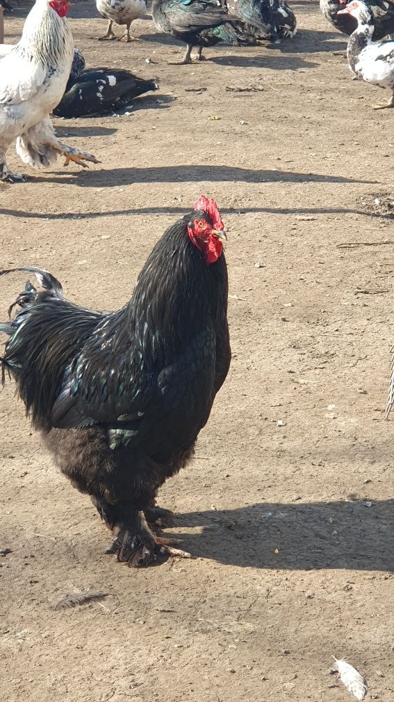Cocosi de vanzare!