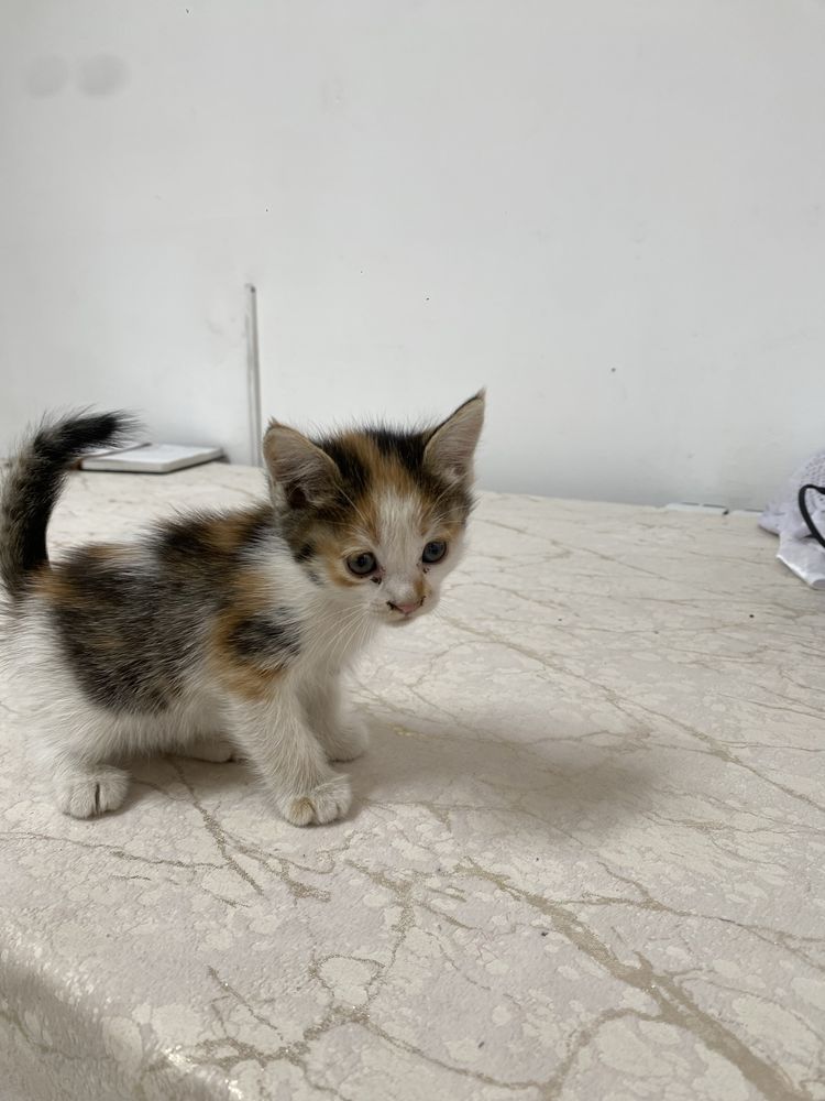 Бесплатное кошка